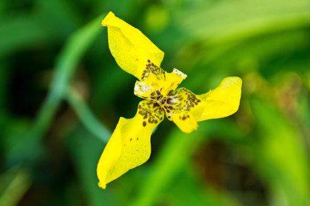  beautiful yellow orchid burr background