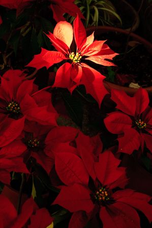 weak sunray shine the X'mas flowerの写真素材
