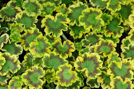 leavesの写真素材