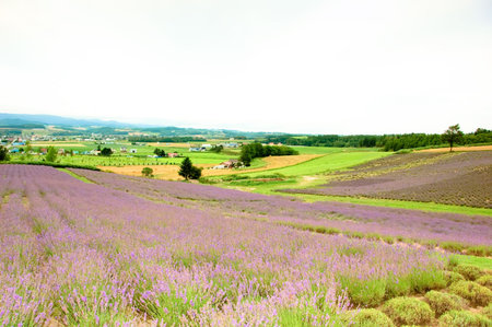 lavender field and meadow の写真素材