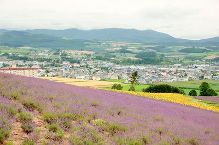 lavender field and  cityの写真素材