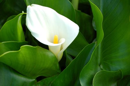 single white calla lily surrounded by leaveの写真素材