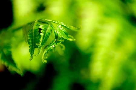 shoot of fernの写真素材