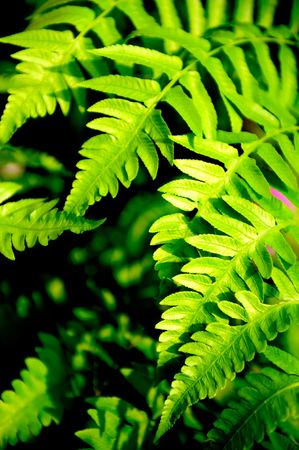 fernsの写真素材