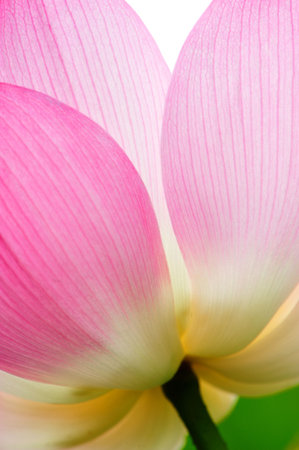 single closeup beautiful lotus in the pondの写真素材
