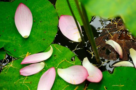 petals of lotus on the leaf の写真素材
