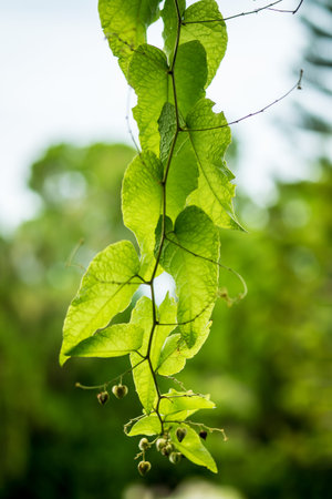 Climber plant in the garden の写真素材