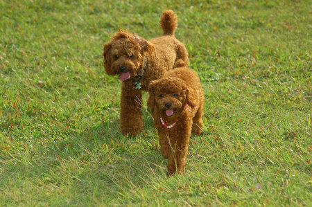 2 chocolate poodle on grassの写真素材