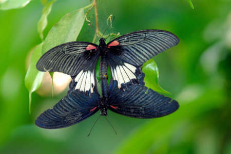 Mating butterflysの写真素材