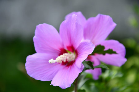 Lilac Chinese hibiscus flower in the garden on a summer day.