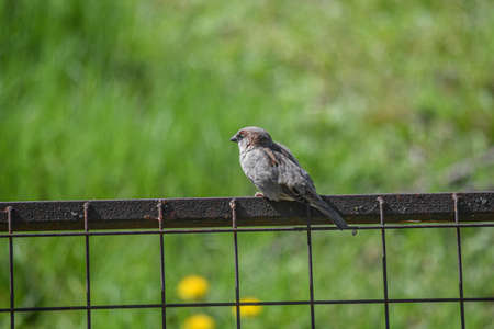 A sparrow sits on a metal fence in a park on a sunny day.の写真素材