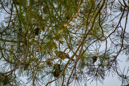 Pine branch with cones in the park, spring day.