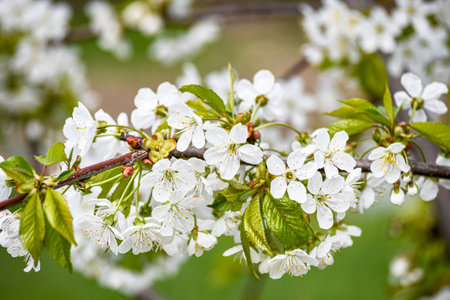 The cherry has blossomed. Beautiful spring cherry flowers in the garden. gardening.