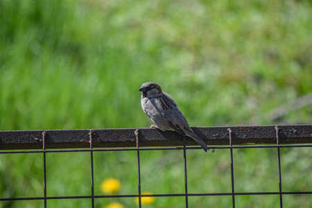 A sparrow sits on a metal fence in a park on a sunny day.の写真素材