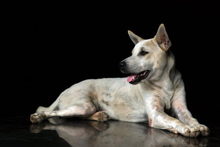 White dog portrait domestic pet