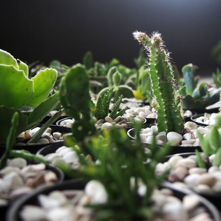 Mini plants succulents various item for home decorationの写真素材