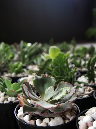 Mini plants succulents various item for home decorationの写真素材