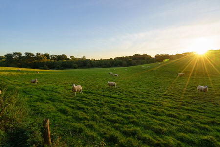 British country sunset with sheepの写真素材