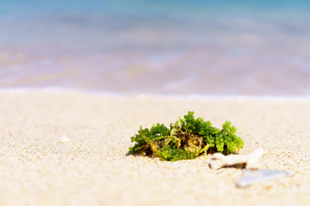 Beach seaweed shellの写真素材