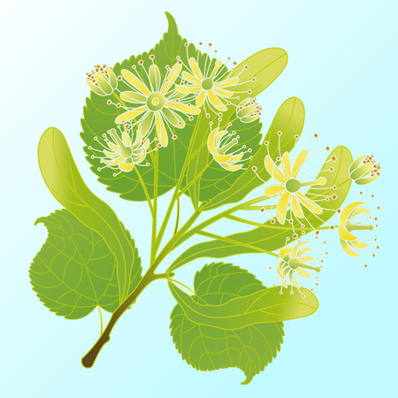 Vector illustration of a linden branch.のイラスト素材