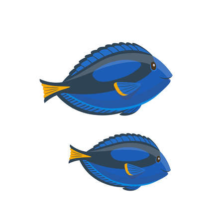 Cartoon surgeonfish, blue tang on a white background. Vector illustrationのイラスト素材
