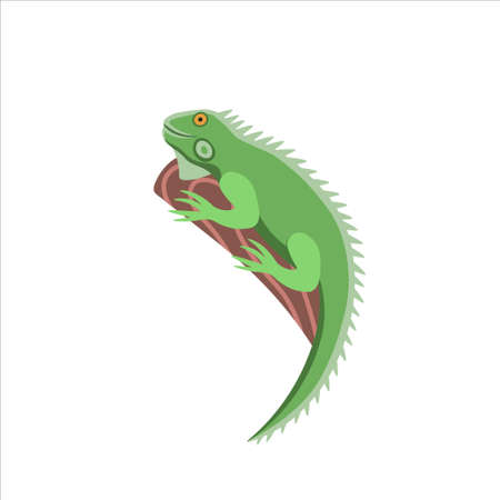 Cartoon iguana on a white background.Flat cartoon illustration for kids.のイラスト素材