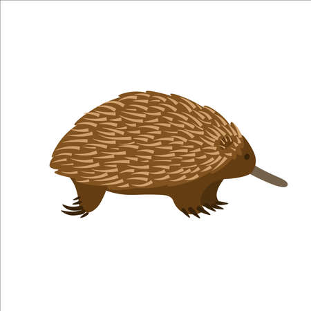 Cartoon echidna on a white background.Flat cartoon illustration for kids.のイラスト素材