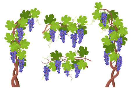 Wormwood tree. Blooming wisteria branches and bunches of flowers, elements for design. Vector cartoon illustration.のイラスト素材