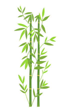 Background of  Green Bamboo. Bamboo trunks and leaves on white background.のイラスト素材
