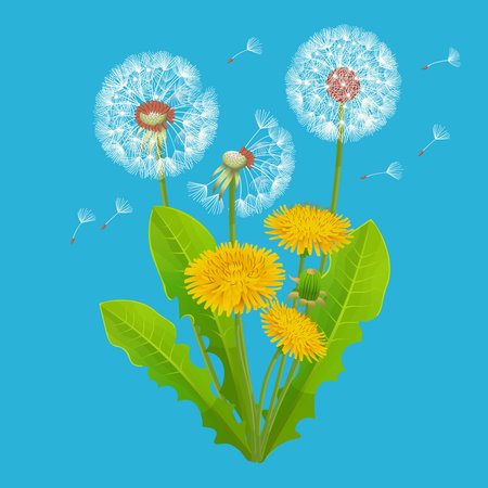 Yellow dandelion flower with leaves on a white background. vector illustration.のイラスト素材