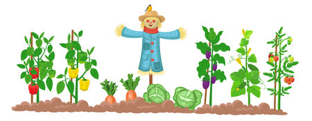 Farm panorama with garden with vegetables on the beds, and scarecrow on a white background . Big scene for kids. Vector illustration in cartoon style.のイラスト素材