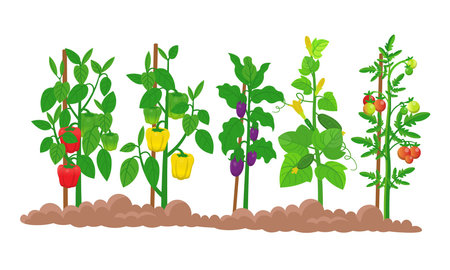 Farm panorama with garden with vegetables on the beds, eggplant ,tomatoes, cucumbers, peppers plant with mature fruits on a white background. Vector illustration in cartoon style.のイラスト素材