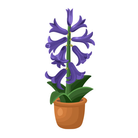 hyacinth flower in a pot on a white background, hand drawing vector in cartoon style.のイラスト素材