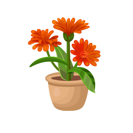 orange flower in a pot on a white background, hand drawing vector in cartoon style.のイラスト素材