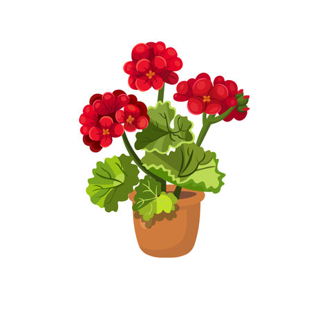 Geranium. Red flower in a pot on a white background, hand drawing vector in cartoon style.のイラスト素材