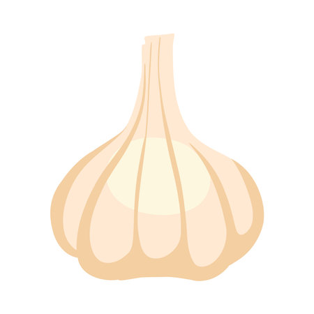 Garlic icon. Flat illustration of garlic vector icon for web designのイラスト素材
