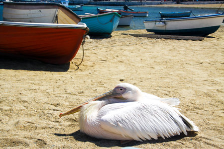 Architecture White Church in Santorini Island, Greeceの写真素材
