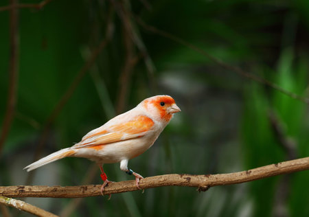 Canary bird perched on a branch with green background