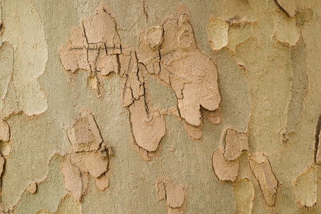 Dry trunk of a tree with abstract textures