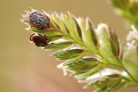 Amblyomma cajennense, known as the cayenne tick