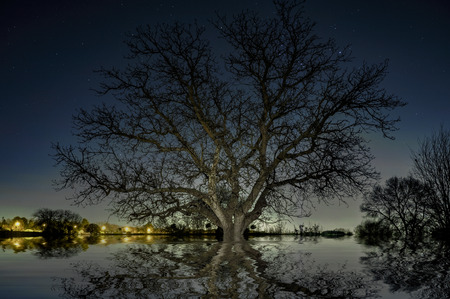 The tree and the lake under the starsの写真素材