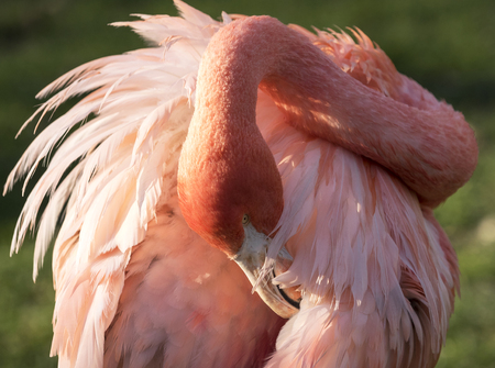 Phoenicopterus ruber, Caribbean Flamingo or Red Flamingoの写真素材