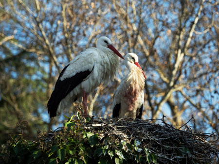 The White Stork is a migratory bird that announces the good weather with its arrival
