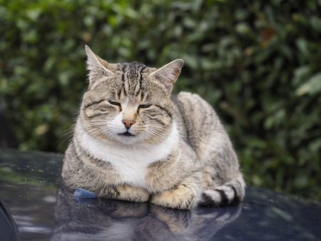 Sleepy cat resting on the hood of a carの写真素材