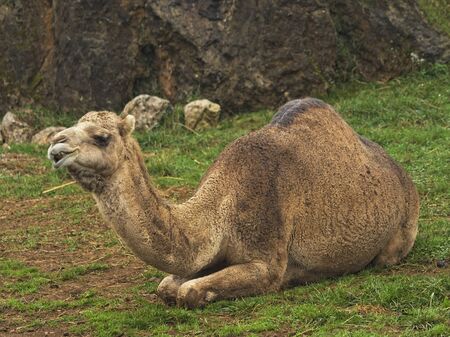 Dromedary lying in the grass resting with a happy faceの写真素材