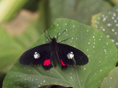 Heart of cattle (Parides iphidamas) the basic color of this butterfly is black. Red and yellow-green areas dominate the wings. The rear wings have no tails.の写真素材