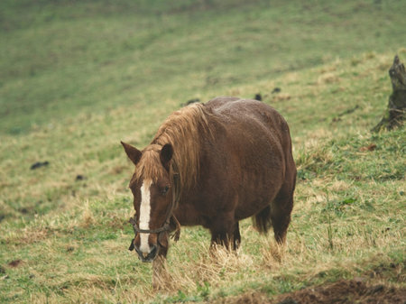Standing horse eating grass in a green meadowの写真素材