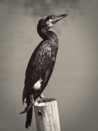 The large cormorant (Phalacrocorax carbo) spends a lot of time perched on rocks or trees, with open wings to let its plumage dry.の写真素材