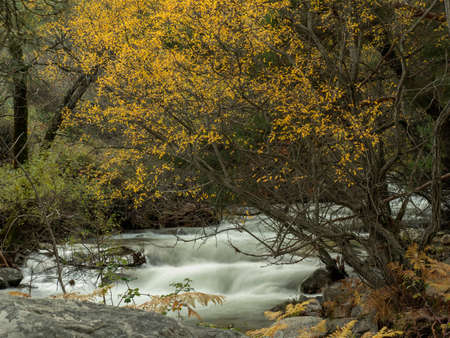 River water flows between the trees in the Manzanares Basin Natural Park, Madrid. Spainの写真素材