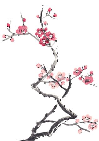Realistic sakura blossom - Japanese cherry tree isolated on white background.の写真素材